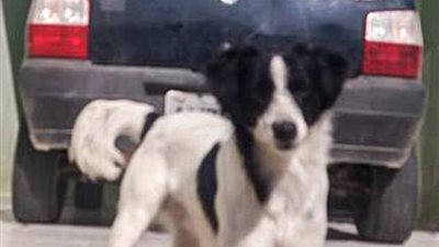 بالصور.. كلب يتسبب في تعطيل سيارة