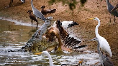 تمساحان أفريقيان يفتكان بفرائس ضخمة (صور)