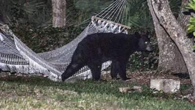 فلوريدا تسمح بقتل 320 دبًا في أول موسم صيد منذ 20 عامًا