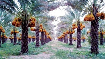 زراعة الوادي الجديد تكثف المرور على مزارع النخيل