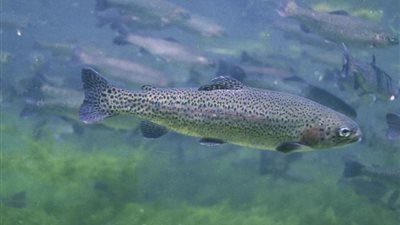 حظر صيد أسماك القراض بسبب سميته