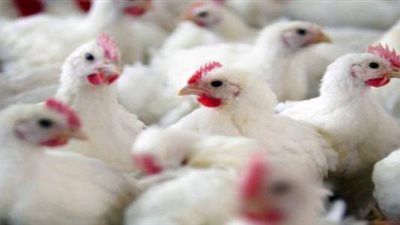 كيلو الدجاج الأبيض يسجل 26 جنيها وكرتونة البيض بـ37