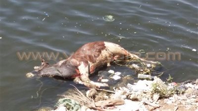 بالصور.. إلقاء الحيوانات النافقة في النيل بكفر الشيخ