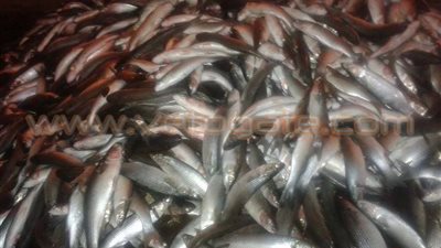 بالصور.. طوارئ بالبحيرة بعد جمع 300 كيلو سمك نافق برشيد