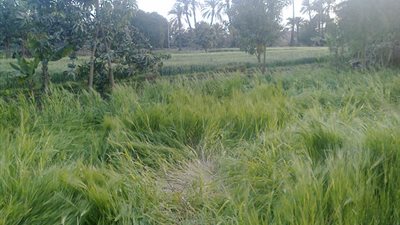 45 ألف فدان قمح بطريقة المصاطب فى قنا