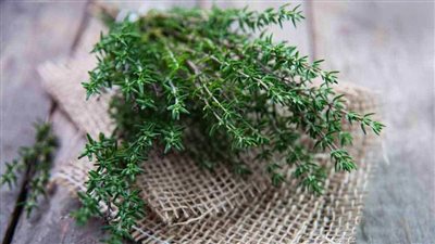 5 فوائد للزعتر تجعلك لا تتوقف عن استخدامه