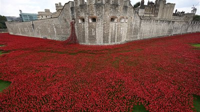 بالفيديو والصور.. بحر الخشخاش الأحمر يجتاح برج لندن
