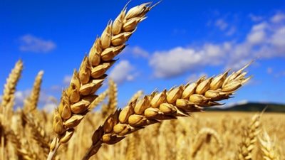 مصر تتلقى عروضا دولية في مناقصة لشراء القمح