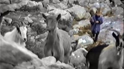 مودريتش مرشح الكرة الذهبية راعيا للأغنام في الصغر (فيديو)