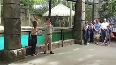 طلب زواج بمساعدة نمر في حديقة حيوان أسترالية (فيديو)