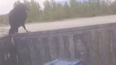 رجل يكتشف أغرب «حرامي أكل» (فيديو )