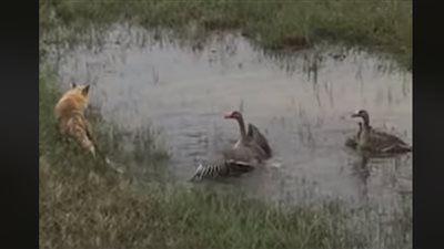 شجاعة أوزات في الدفاع عن صغارهن أمام أضخم الحيوانات (فيديو)