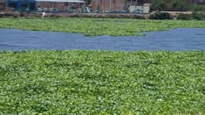 قصة ورد النيل.. أحضره محمد على للزينة وتحول للعنة على النهر (صور)