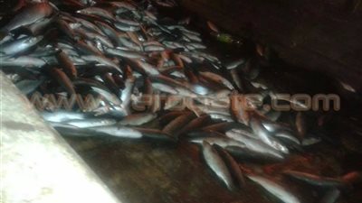ضبط 2.5 طن أسماك نافقة بأسواق رشيد والمحمودية