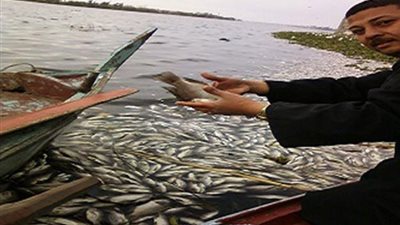 المسطحات المائية ترفع درجة الطوارئ بعد نفوق الأسماك برشيد