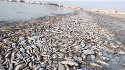ننشر أسباب نفوق كميات الأسماك بفرع النيل في رشيد