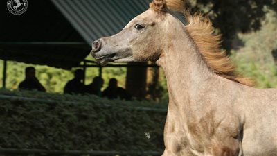 محطة الزهراء للخيول العربية تنظم عرض الطلائق بمناسبة بدء موسم التربية والتزاوج