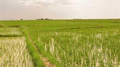 زراعة الشرقية: حصاد 6852 فدان أرز من إجمالي 221122 فدانا