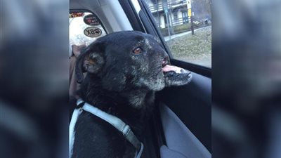 بالصور.. أمريكية تتبنى «كلبا» هجره صاحبه في شوارع القاهرة