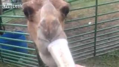 بالفيديو.. شاهد جملا يسرق كوبًا من امرأة