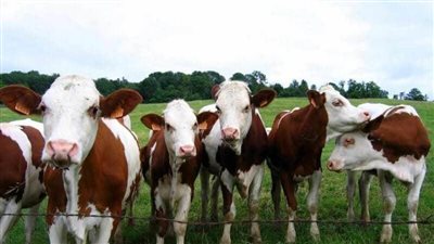 توحيد الإدارة والأعلاف.. روشتة الزراعة لإنجاح مزارع الإنتاج الحيواني