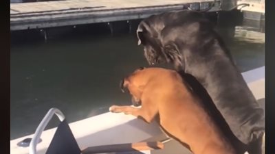 كلب ضخم يسقط صاحبه في المياه (فيديو)