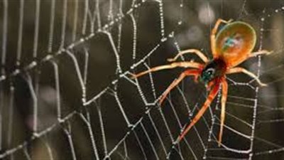 علماء أمريكيون يطورون مركبا جديدا من خيوط العنكبوت لتثبيت العظام