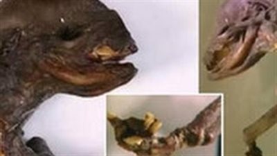 بالفيديو.. العثور على كائن مخيف في روسيا