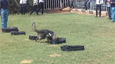 عروض للكلاب البوليسية في حفل تخرج طلبة الشرطة