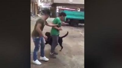 غدا.. أولى جلسات محاكمة «سيد سيكا» المتهم بترويع شاب بـ«كلب»