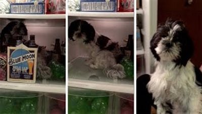 بالفيديو.. كلب يواجه خوفه من الألعاب النارية بالاختباء في الثلاجة