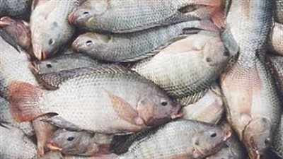 بالفيديو.. أسهل طريقة لتنظيف السمك بدون فتحه