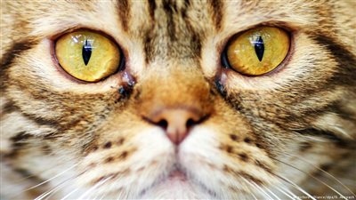 معاناة عائلة عراقية في ألمانيا والسبب قطتان