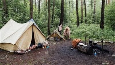 بالفيديو.. دب ينضم لعائلة تخيم في غابة ويتناول الطعام بملعقة