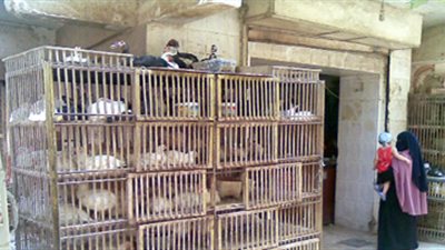 الدواجن البيضاء تسجل 19 جنيها في المنيا