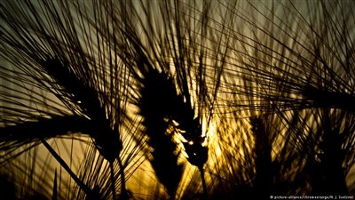 علماء يكتشفون وجود الخبز قبل ظهور الزراعة