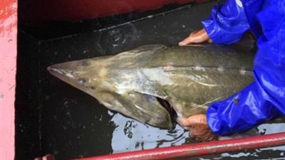 بالصور.. أغرب سمكة آكلة للحوم