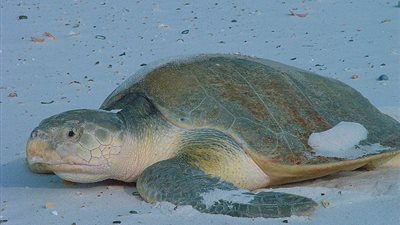 موت سلحفاة مهددة بالانقراض شنقا (صور)