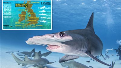 تحذيرات من مهاجمة أسماك القرش لشواطئ بريطانيا (فيديو وصور)