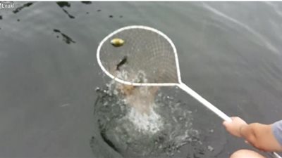 شاب يستخدم خدعة لإيقاع الأسماك في شباكه (فيديو)