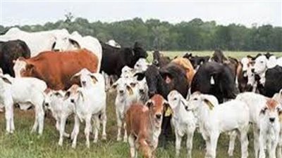 نائب: تغليظ عقوبة الذبح خارج المجازر للحفاظ على الثروة الحيوانية