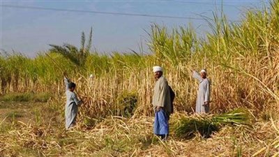 نقيب الفلاحين : ثلاث مشاكل تهدد مزارعي إيجارات الأوقاف بقها