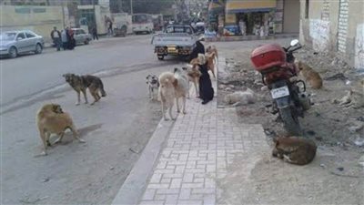 إعدام 200 كلب ضال في حملات بشوارع الدقهلية