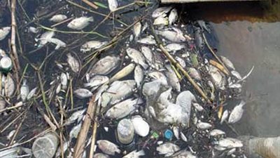 نفوق كمية كبيرة من أسماك النيل بالبحيرة بسبب تلوث المياه