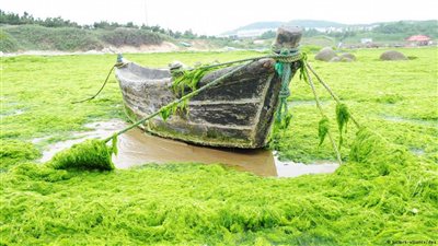 طحالب بحرية يمكنها التطور سريعًا لمواكبة تغير المناخ
