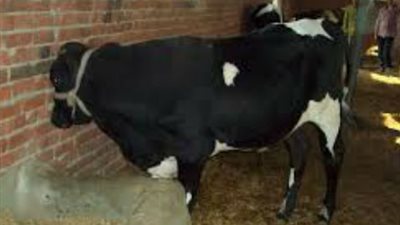 «الأورمان»: ذبح 3 آلاف و650 رأس ماشية لتوزيعها على الجمعيات الخيرية