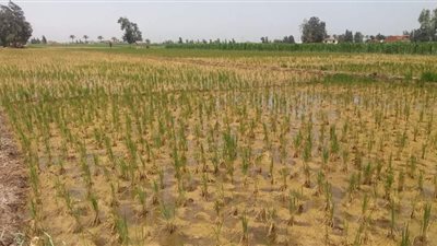 الزراعة تتابع محصول القطن وتحصر زراعات الأرز المخالفة