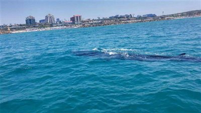 «البيئة»: دراسة علمية موسعة بمنطقة ظهور حوت الساحل الشمالي