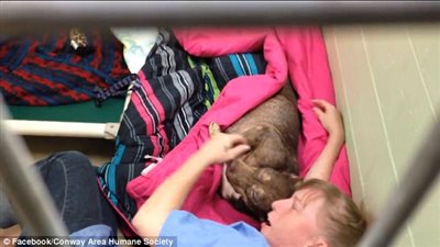 بالفيديو والصور.. عاملة ترفض ترك كلبة بعد تعقيمها