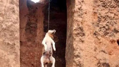 شنقه بالحبل.. القبض على حارس عقار عذب كلبا حتى الموت بالمقطم